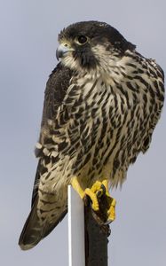 Preview wallpaper bird, peregrine falcon, view, profile, gray background