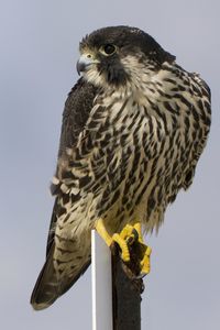 Preview wallpaper bird, peregrine falcon, view, profile, gray background