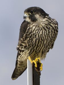 Preview wallpaper bird, peregrine falcon, view, profile, gray background