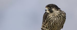 Preview wallpaper bird, peregrine falcon, view, profile, gray background