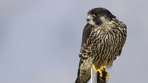 Preview wallpaper bird, peregrine falcon, view, profile, gray background