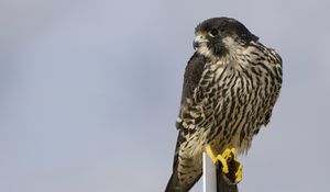 Preview wallpaper bird, peregrine falcon, view, profile, gray background