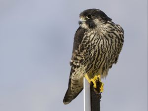 Preview wallpaper bird, peregrine falcon, view, profile, gray background