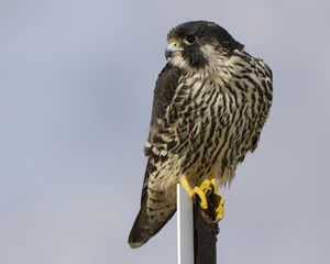 Preview wallpaper bird, peregrine falcon, view, profile, gray background