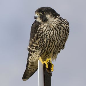 Preview wallpaper bird, peregrine falcon, view, profile, gray background