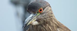 Preview wallpaper bird, pigeon, beak, eyes