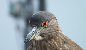 Preview wallpaper bird, pigeon, beak, eyes