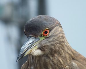 Preview wallpaper bird, pigeon, beak, eyes