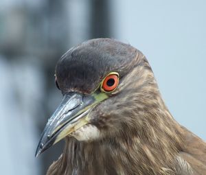 Preview wallpaper bird, pigeon, beak, eyes