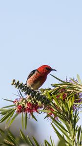 Preview wallpaper bird, plants, red