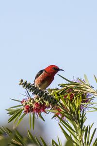 Preview wallpaper bird, plants, red