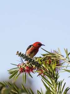 Preview wallpaper bird, plants, red