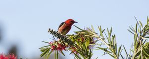 Preview wallpaper bird, plants, red