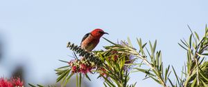 Preview wallpaper bird, plants, red
