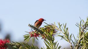 Preview wallpaper bird, plants, red