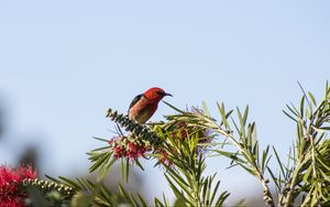 Preview wallpaper bird, plants, red