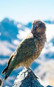 Preview wallpaper bird, predator, beak, mountains