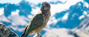 Preview wallpaper bird, predator, beak, mountains