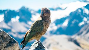 Preview wallpaper bird, predator, beak, mountains