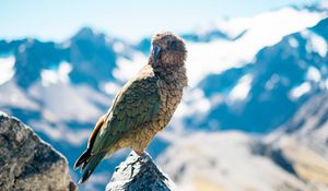 Preview wallpaper bird, predator, beak, mountains