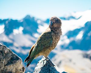 Preview wallpaper bird, predator, beak, mountains