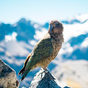 Preview wallpaper bird, predator, beak, mountains