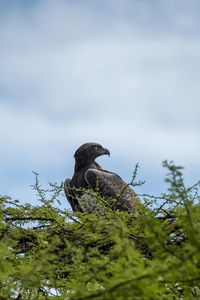 Preview wallpaper bird, predator, beak, branch, sky