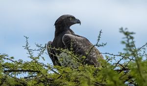 Preview wallpaper bird, predator, beak, branch, sky
