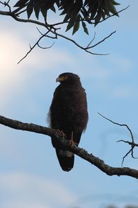 Preview wallpaper bird, predator, branch, sky