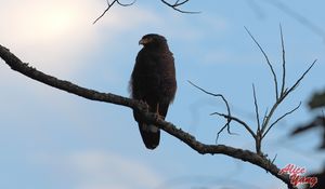Preview wallpaper bird, predator, branch, sky
