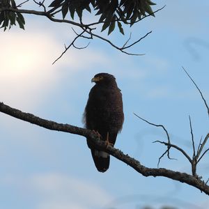 Preview wallpaper bird, predator, branch, sky