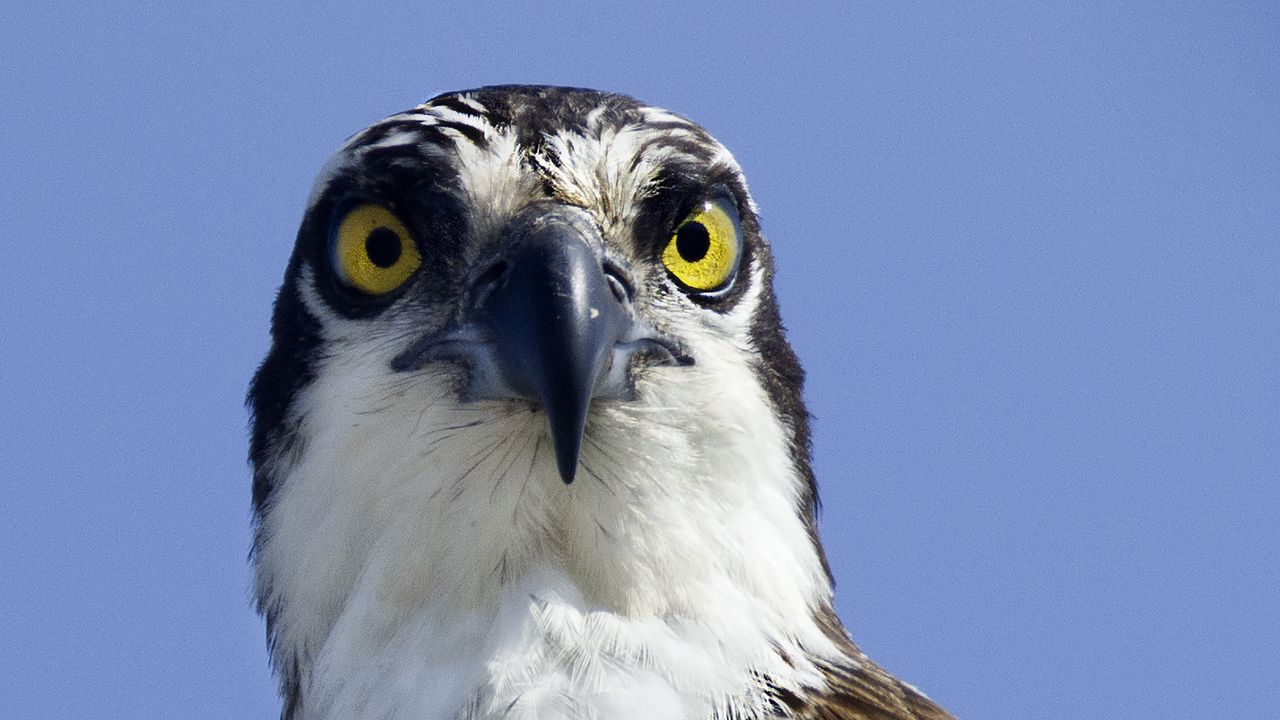 Wallpaper bird, predator, eyes, wildlife, animal