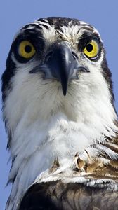 Preview wallpaper bird, predator, eyes, wildlife, animal