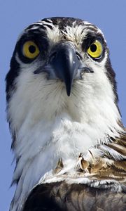 Preview wallpaper bird, predator, eyes, wildlife, animal