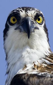Preview wallpaper bird, predator, eyes, wildlife, animal