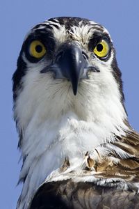Preview wallpaper bird, predator, eyes, wildlife, animal