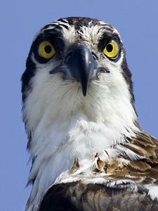 Preview wallpaper bird, predator, eyes, wildlife, animal