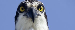 Preview wallpaper bird, predator, eyes, wildlife, animal