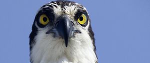 Preview wallpaper bird, predator, eyes, wildlife, animal