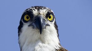 Preview wallpaper bird, predator, eyes, wildlife, animal