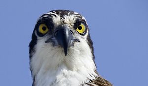 Preview wallpaper bird, predator, eyes, wildlife, animal