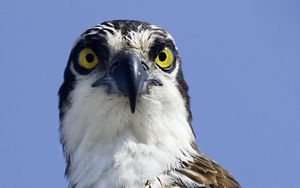 Preview wallpaper bird, predator, eyes, wildlife, animal
