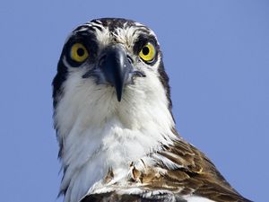 Preview wallpaper bird, predator, eyes, wildlife, animal