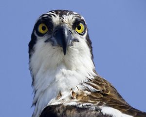 Preview wallpaper bird, predator, eyes, wildlife, animal