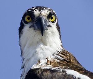 Preview wallpaper bird, predator, eyes, wildlife, animal