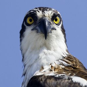 Preview wallpaper bird, predator, eyes, wildlife, animal