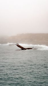 Preview wallpaper bird, predator, flight, sea, rocks