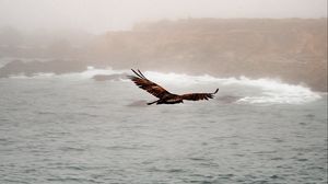Preview wallpaper bird, predator, flight, sea, rocks