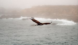 Preview wallpaper bird, predator, flight, sea, rocks