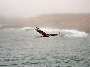 Preview wallpaper bird, predator, flight, sea, rocks